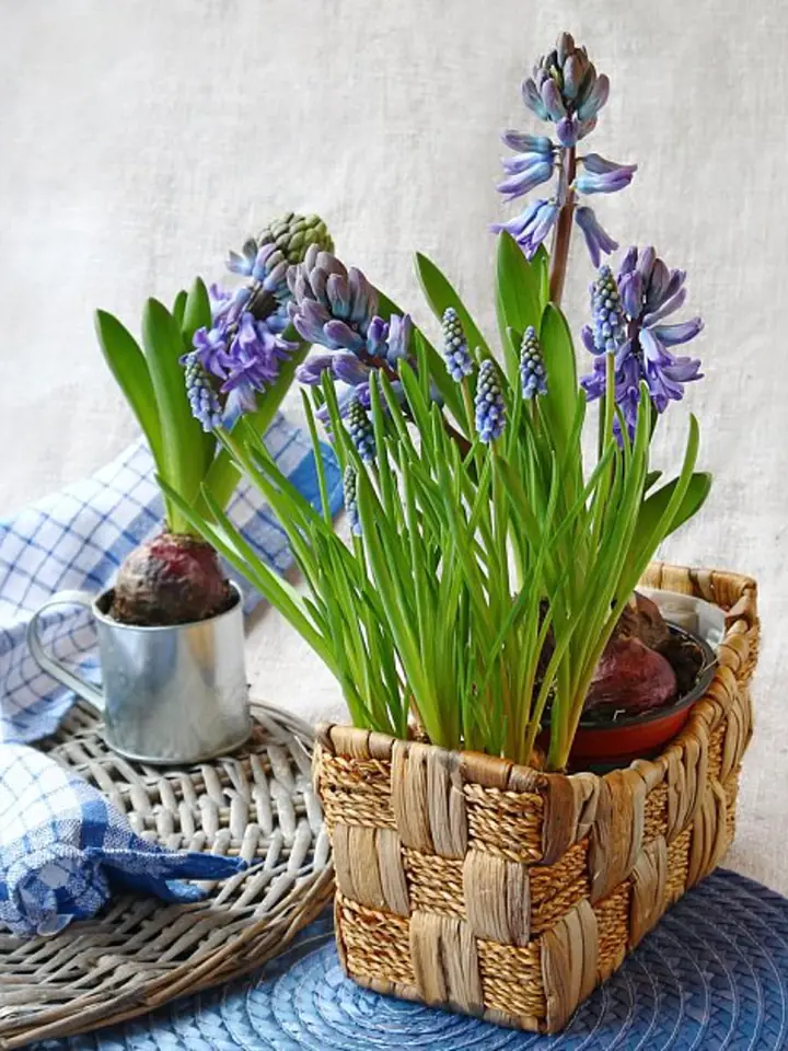 Fialové hyacinty v pleteném košíku rostoucí doma.