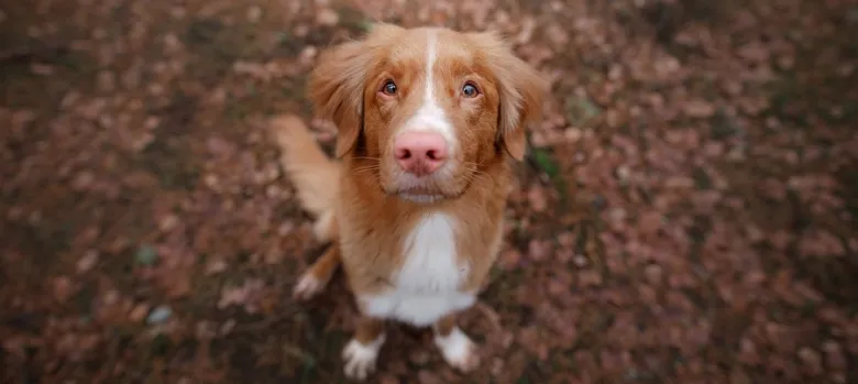 Hnědo-bílý pes rasy Nova Scotia Duck Tolling Retriever hledí nahoru.