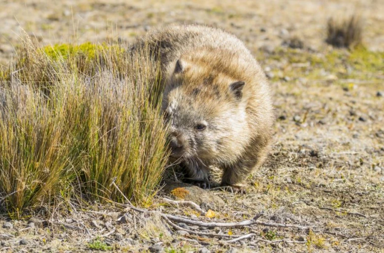 Common wombat
