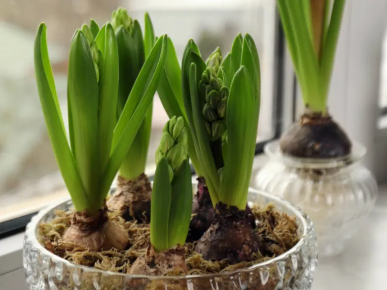 Hyacinty rostoucí v květináči s mechem na okenním parapetu.