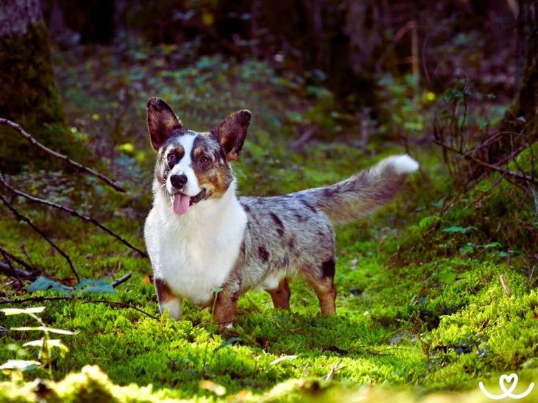 Welsh Corgi Cardigan pes na lesu mezi zelenou mechem.