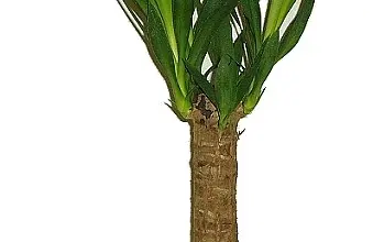 Juka yucca elephantipes v hnědém květináči na bílém pozadí.