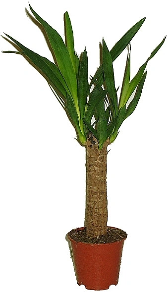 Juka yucca elephantipes v hnědém květináči na bílém pozadí.