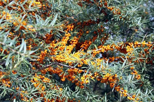 Rakytník plodící oranžovými bobulemi na keři s úzkými listy.