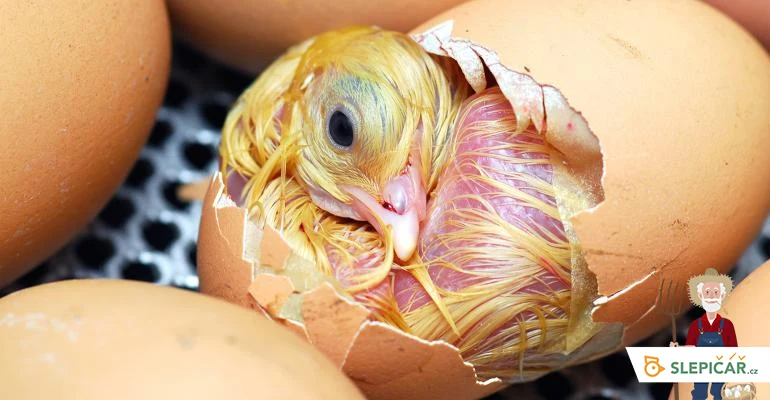 Žluté kuřátko se líhne z vaječné skořápky při inkubaci.