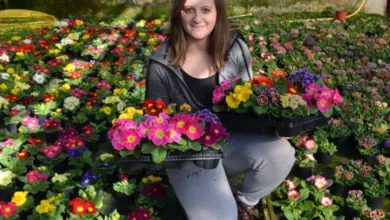 Žena drží v rukou dva hrnce s kvetoucími petrklíči.