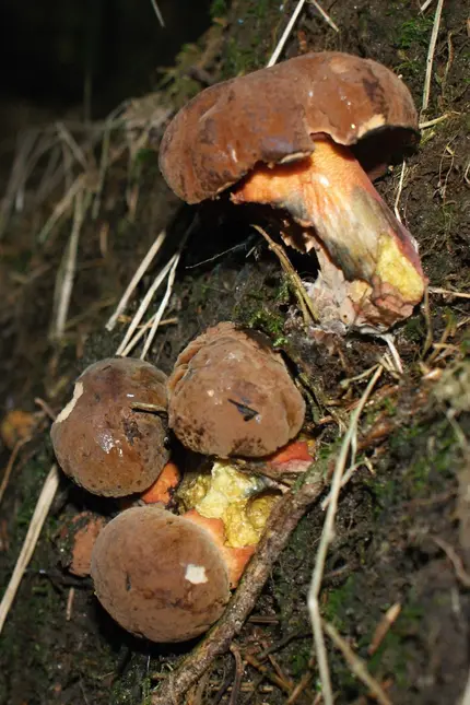 Skupina hřibu kováře rostoucího na lesní zemi s viditelnými čepicemi a nožkami.