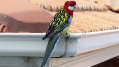 Důvěrný papoušek sedí na okapové rourě bez kontextu chycení.
