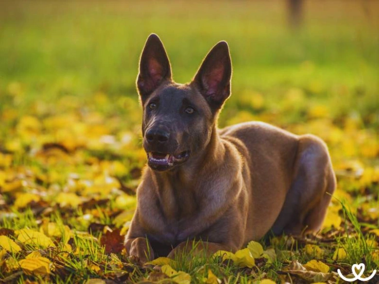 Belgický malinois leží na trávě mezi žlutými listy.