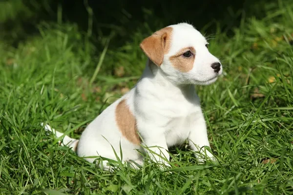 Malý bílý štěně jack russell s hnědými skvrnami sedí na trávě.