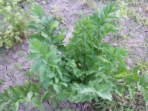 Leek plant in soil