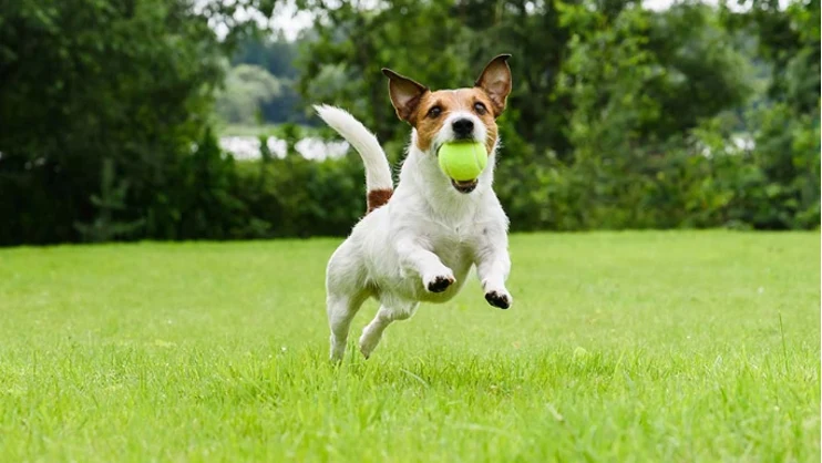 Jack Russel teriér běží s tenisovým míčem v tlamě.