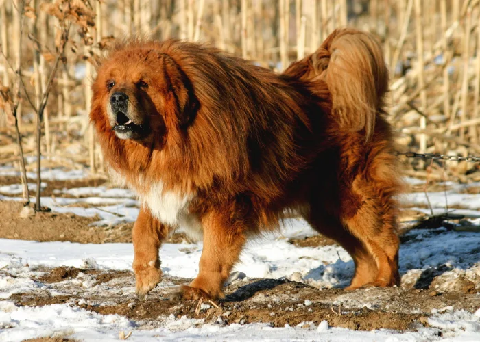 Velká tibetská doga stojí na sněhu v zimním prostředí.