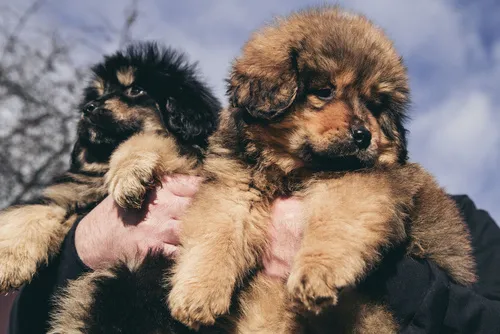 Dva vlásatí štěňata tibetské dogy v náručí člověka.