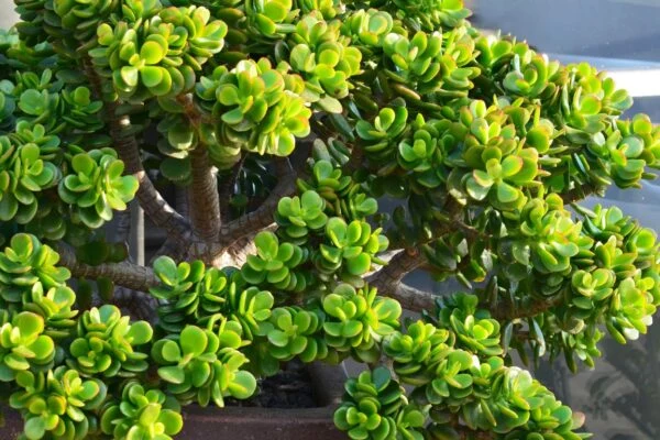 Tlustice (Crassula) s tlustými zelenými listy v květináči.