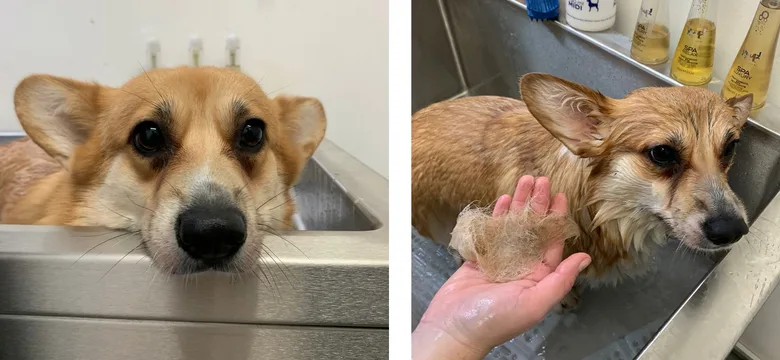 Welsh Corgi Cardigan pesí v umyvadle s mokrou srstí.