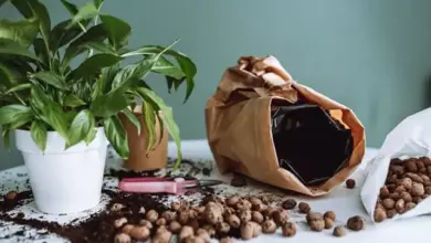 Rost v květináči s hnojivem a nástrojem pro péči o rostliny.