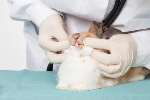 Veterinář zkoumá zuby malého králíka Beránka.