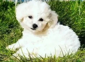 White bichon frise puppy