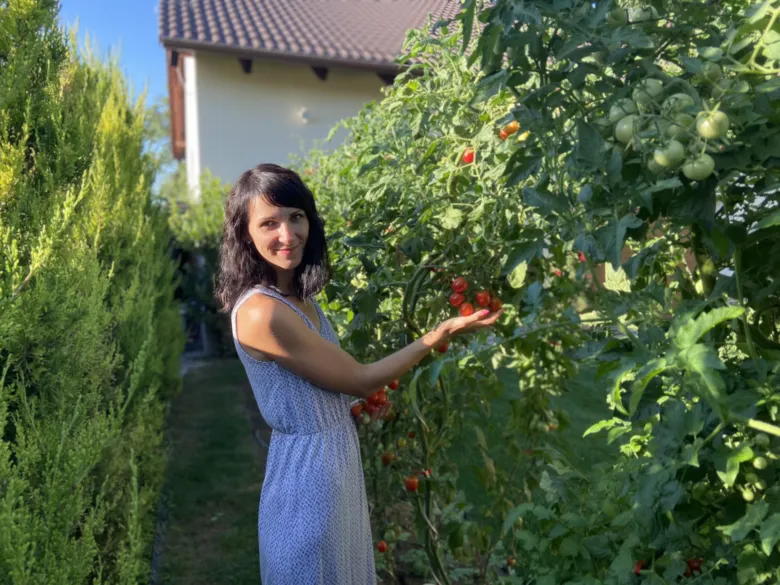 Žena stojí mezi rajčatovými keři s červenými plody v zahradě.