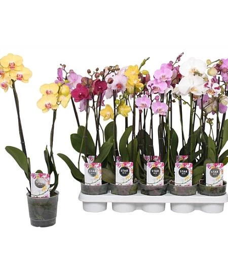 Kolekce barevných orchidejí v hrncích na bílém podkladu.