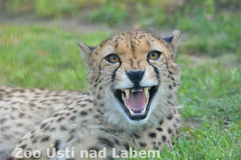 Gepard leží na trávě s otevřenou pusou v přírodním prostředí.