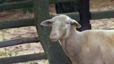 Mladá bílá koza stojí v dřevěném výběhu.