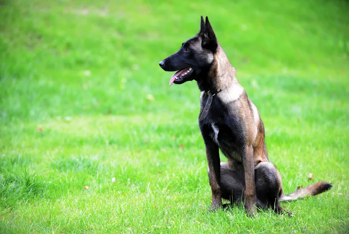 Belgický malinois sedí na trávníku v přírodě.