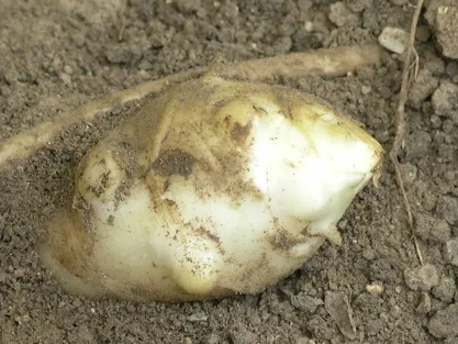 Světlý kořen topinamburu vytažený z hlíny na zahradě.