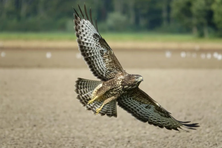 Common buzzard in flight