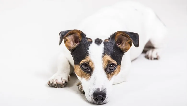Jack Russel teriér ležící na bílém pozadí