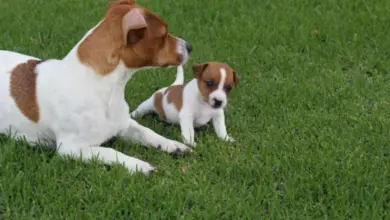 Dospělý jack russell teriér s štěnětem na trávníku.