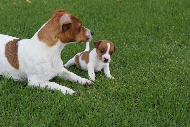 Dospělý jack russell teriér s štěnětem na trávníku.