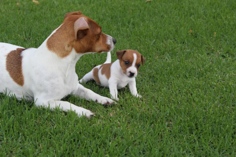Dospělý jack russell s štěnětem na trávníku
