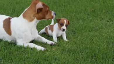 Dospělý jack russell teriér s štěnětem na trávníku.