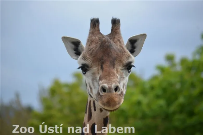 Portrét hlavy žirafy v přírodě s rozostřeným pozadím.