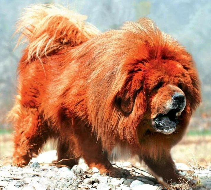Velká tibetská doga s červenohnědým srstí stojí na kamenité zemi.