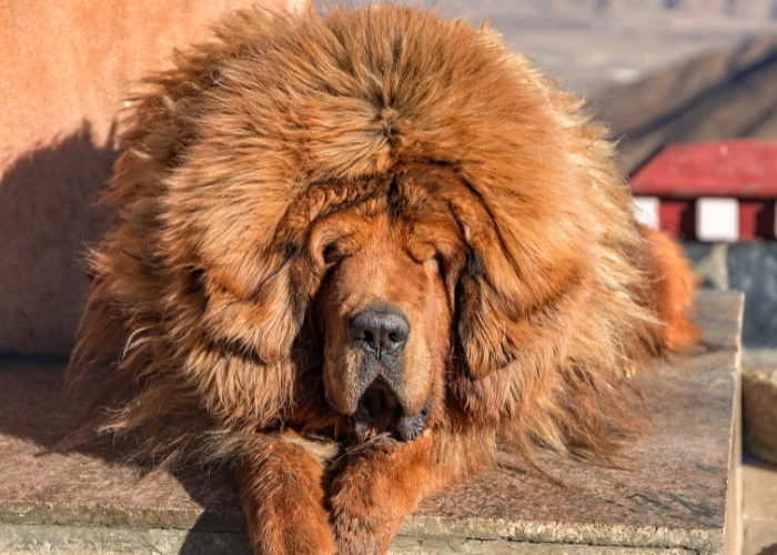 Velká tibetská doga leží na kamenné ploše.