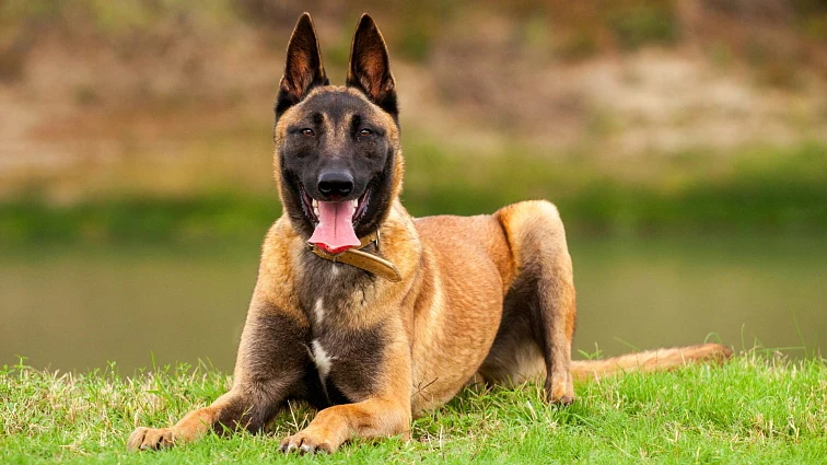 Malinois dog lying on grass