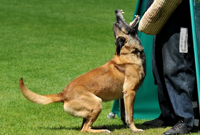Belgický malinois cvičí útočný štvaní s rukavicou.