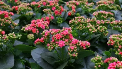Růžové květy a pupeny kalanchoe s tmavě zelenými listy.