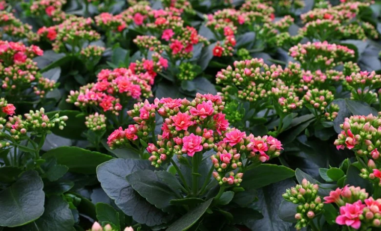 Růžové květy a pupeny kalanchoe s tmavě zelenými listy.