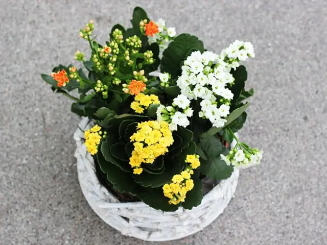 Kalanchoe s květy v bílém košíku na šedé podložce.