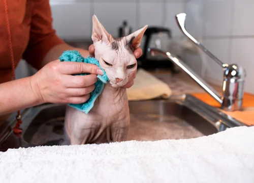 Člověk umývá bezsrstou kočku sphynx v dřezu.