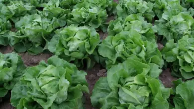 Lettuce plants in garden rows