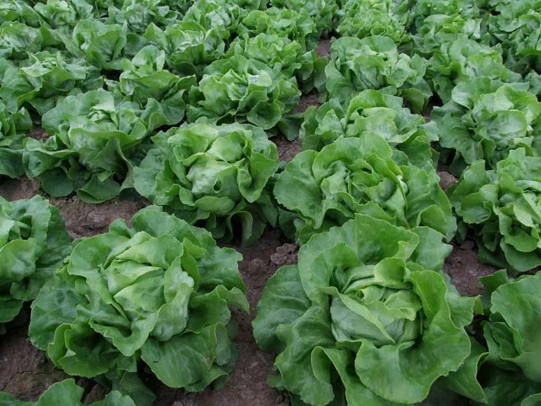 Lettuce plants in garden rows