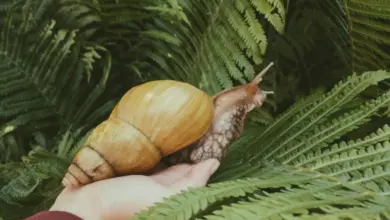 Velký africký šnek držený v ruce na pozadí zelených listů.