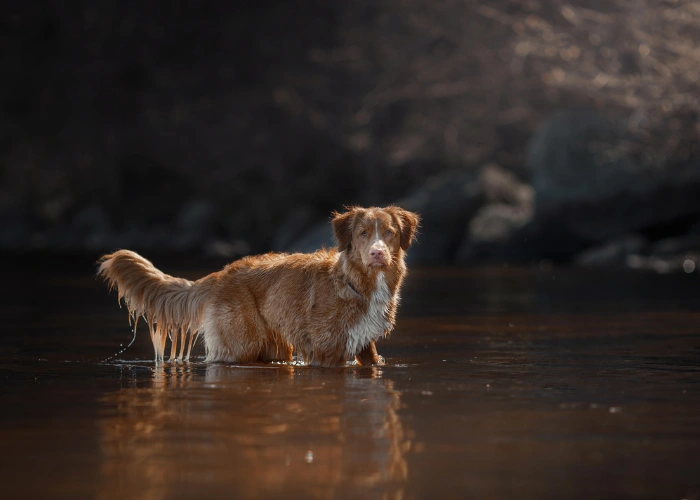 Mokrý Nova Scotia duck tolling retriever stojí v řece.
