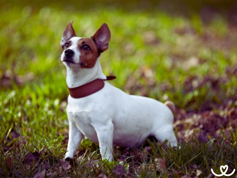Bílý jack russell teriér sedí na trávě v zahradě.