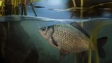 Sladkovodní ryba plave v tichém jezeře s rákosím.